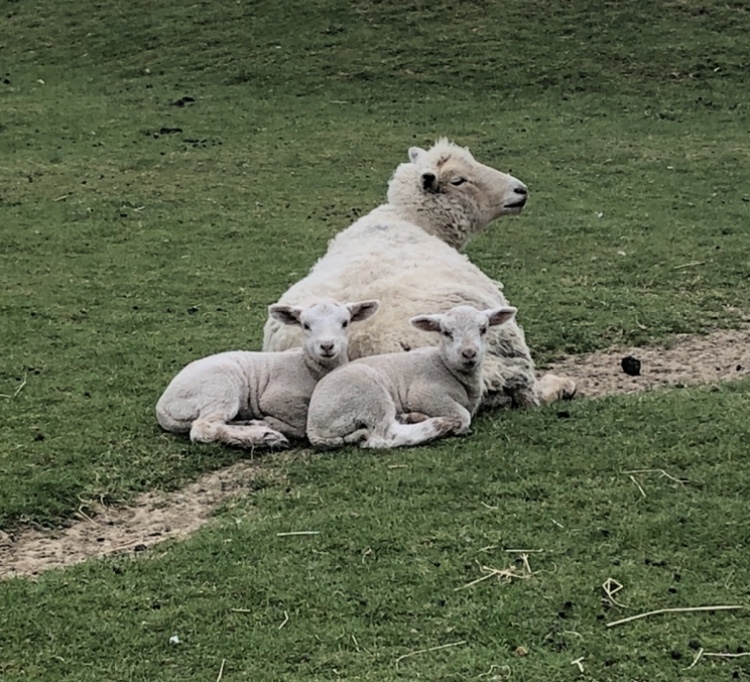 Farm animals 7