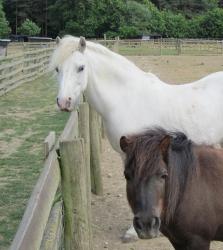 Farm animals 9