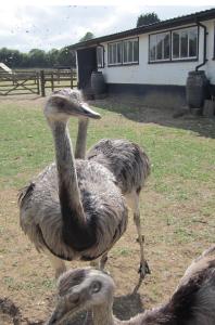 Farm animals 10