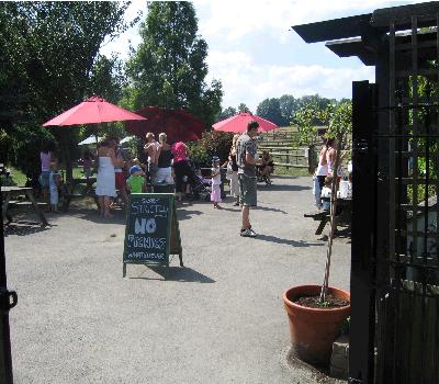 Tea Gardens 3
